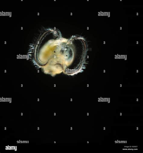 Veliger Larvae - A veliger is the planktonic larva of many kinds of ...