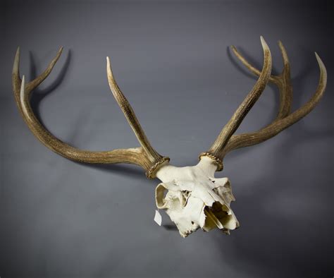 Red Deer Antlers