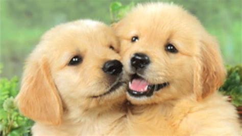 CUTE ADORABLE PUPPY LOVE POEMS By Happy Twirl - YouTube | Cute puppy ...