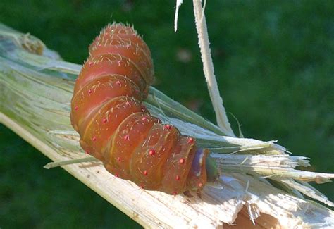 Luna Moth Caterpillar ready to pupate - What's That Bug?