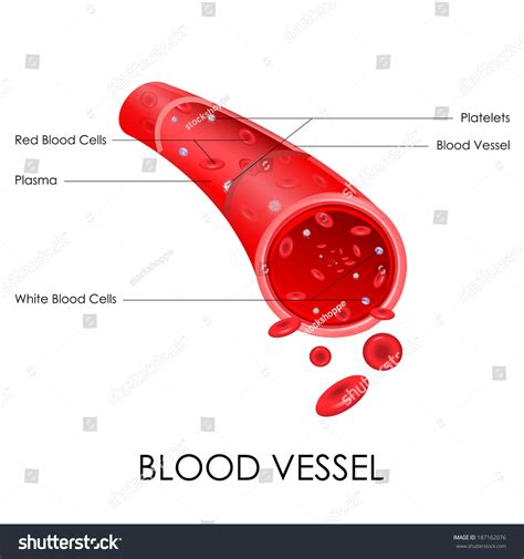 Vector Illustration Of Diagram Of Blood Vessel - 187162076 : Shutterstock