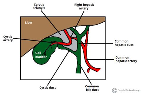 Calot's Triangle - Borders - Contents - Cholecystectomy - TeachMeAnatomy