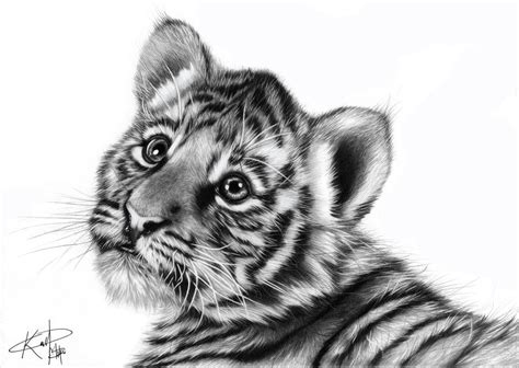 pencil drawing of a tiger cub! by darkman619x on DeviantArt