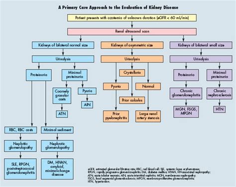 Kidney Disease: A Straightforward Diagnostic Approach | Consultant360