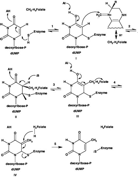 Catalytic mechanism of thymidylate synthase. [8] Substrates ...