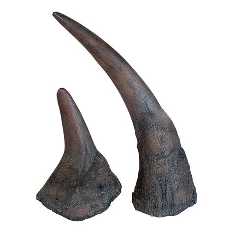 Replica Black Rhinoceros Horns For Sale – Skulls Unlimited ...