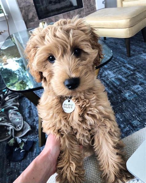 Pin on Dogs Lovers | Mini goldendoodle puppies, Cute dogs, Goldendoodle ...