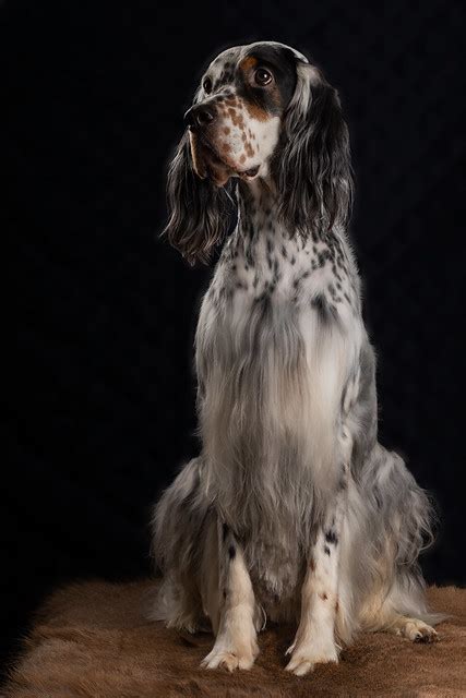 English Setter Pictures and Informations - Dog-Breeds.com