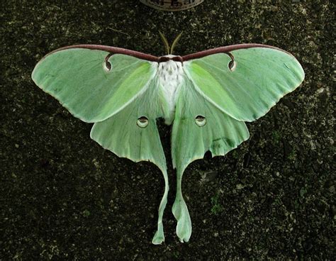 Luna Moth (GTM Research Reserve Arthropod Guide) · iNaturalist