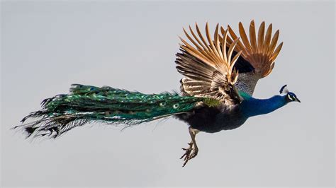 Free photo: Flying Peacock - Bird, Clouds, Feathers - Free Download ...