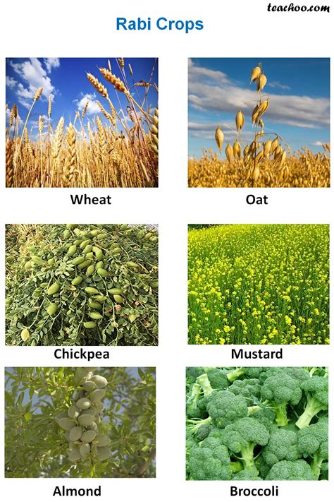 Classification Of Crops Based On Season Kharif Rabi And Zaid Crops ...