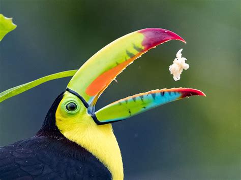 What Do Toucans Eat? (All You Need To Know) | Birdfact