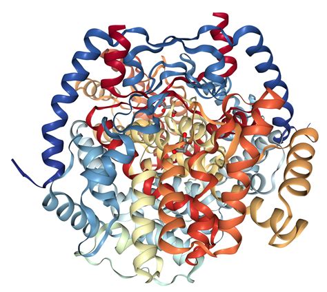 Citrate Synthase Protein Overview | Sino Biological