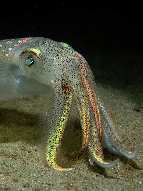 Squid face Photograph by Brian Weber - Fine Art America