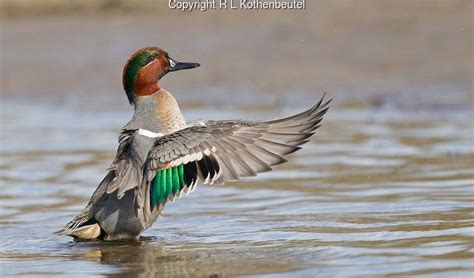 Green-winged teal drake flapping his wings | Bob Kothenbeutel | Teal ...