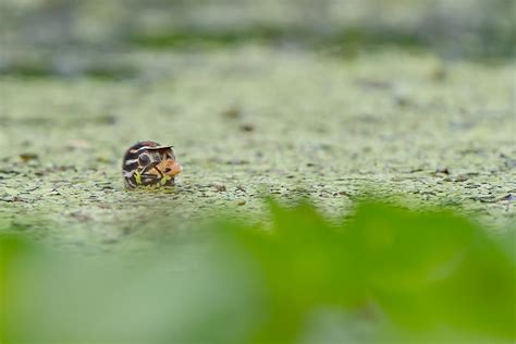 The Little Grebe Photograph by Arnab Mazumdar | Pixels