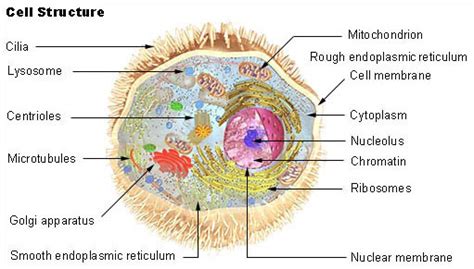 Cell Structure | SEER Training