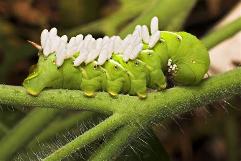 Tomato Hornworm Identification and Control - HubPages