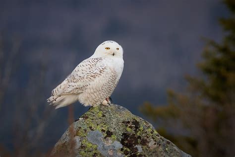 Do Not Disturb: Please Enjoy Acadia's Snowy Owls From A Distance (U.S ...