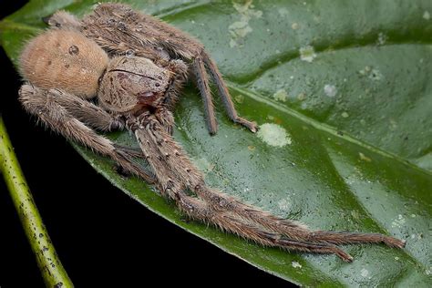 What Is the Largest Spider in the World? - WorldAtlas.com