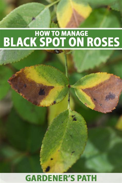 Learn how to Establish and Handle Black Spot on Roses - naturery.net