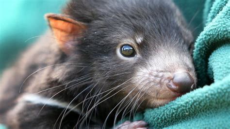 Second, new Tasmanian devil facial tumour disease cancer discovered ...