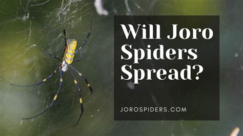 Do Joro Spiders Bite? - Joro Spiders