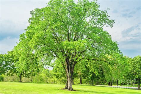 Large Elm Tree Photograph by Jennifer White - Pixels