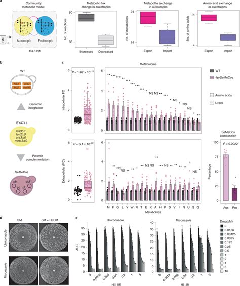 Auxotrophs promote a rich metabolic environment that increases drug ...