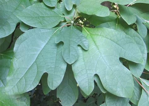 Princeton Nature Notes: Sassafras Leaves' Three Forms