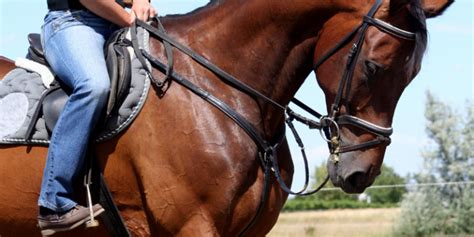 The Ultimate Guide To Horse Bits | Equestrian Mag