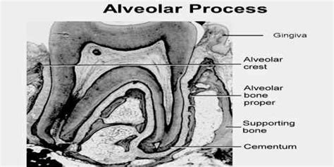 Alveolar Process - Assignment Point