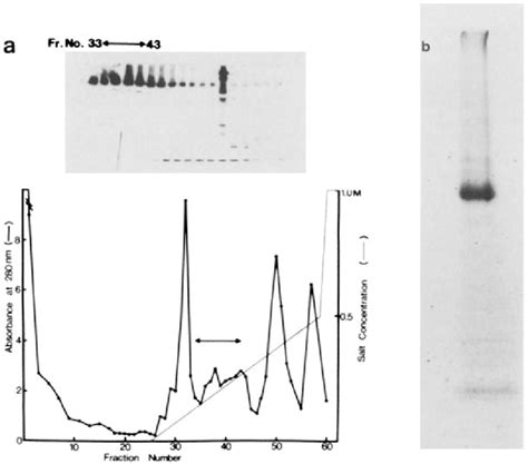 Purification of CR2. 1 liter of the lysate was applied to a ...