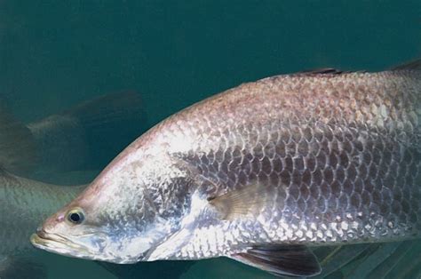 Fact Sheet: Barramundi • Department of Primary Industries and Regional ...