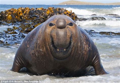 Elephant seal's huge grin as he's caught on camera at the beach | Daily ...