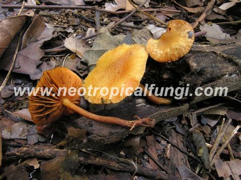 Gymnopilus spp. – Neotropical Fungi