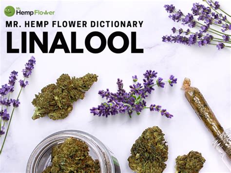 Linalool Terpene Review: What Is It And What It Does