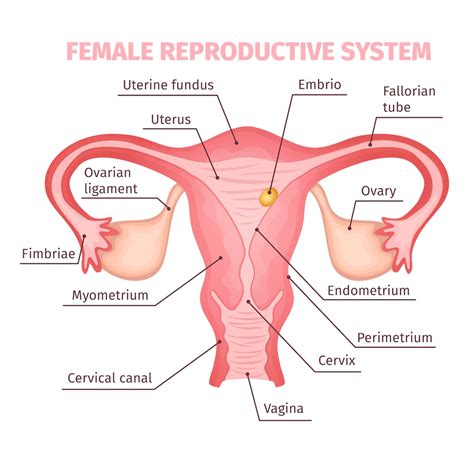 Female Reproductive System - Parts and Functions, Menstrual Cycle ...