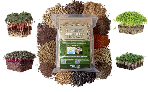 Amazon.com : 12 Variety Pack Microgreens Seeds Kit - Broccoli Seeds for ...