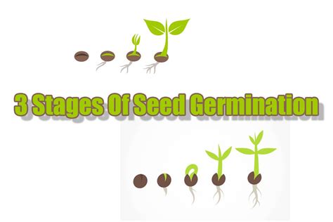 The Three Stages of Seed Germination – Indoor Gardening Guide