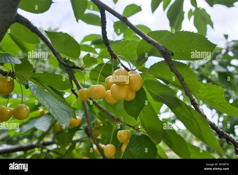 Cherry yellow hi-res stock photography and images - Alamy