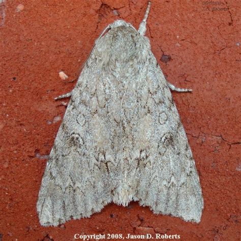 American Dagger Moth Acronicta americana (Harris, 1841) | Butterflies ...