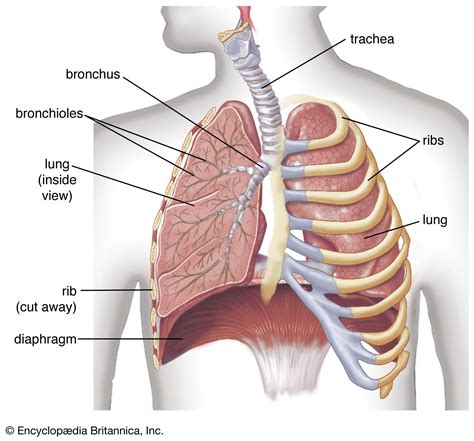 Components of the human respiratory system | Britannica