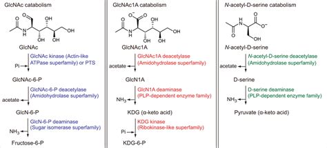 The proposed catabolic pathway for GlcNAc1A in this study and reported ...