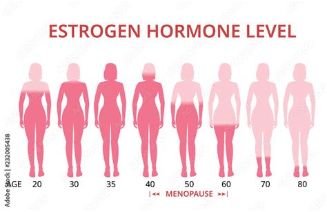 Estrogen hormone levels chart, menopause, vector Stock Vector | Adobe Stock