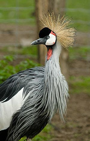 Grey crowned crane Facts for Kids