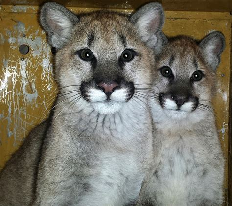 White Wolf : Scared Cougar Cubs Had No One — So They Made Their Own Family