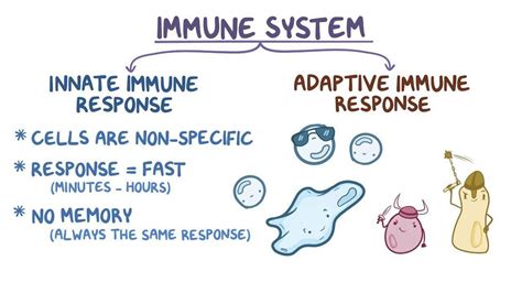 Innate immune system: Video, Causes, & Meaning | Osmosis