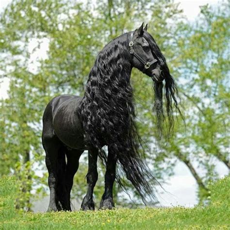 black Friesian horse | Chevaux noirs, Photos de chevaux, Cheval