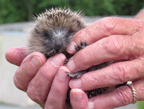 Concerns as hedgehogs leave hibernation early | Guernsey Press